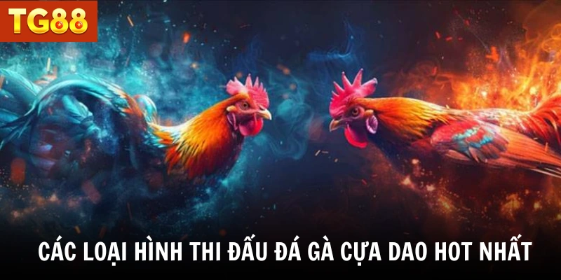 Các loại hình thi đấu đá gà cựa dao hot nhất  