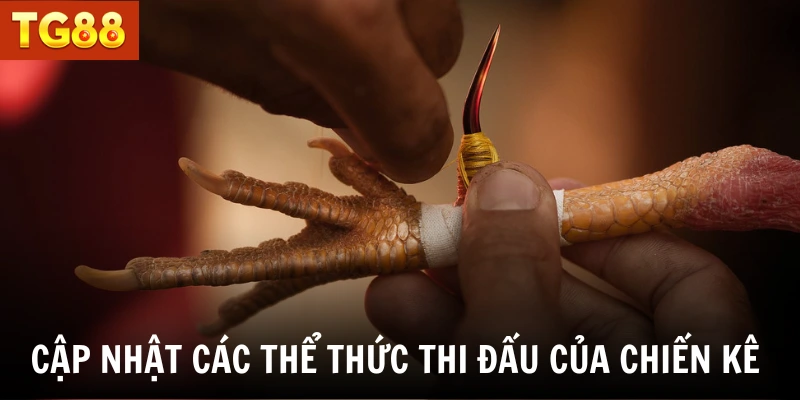 Cập nhật các thể thức thi đấu của chiến kê