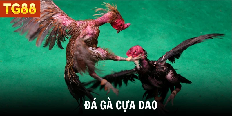 Đá gà cựa dao