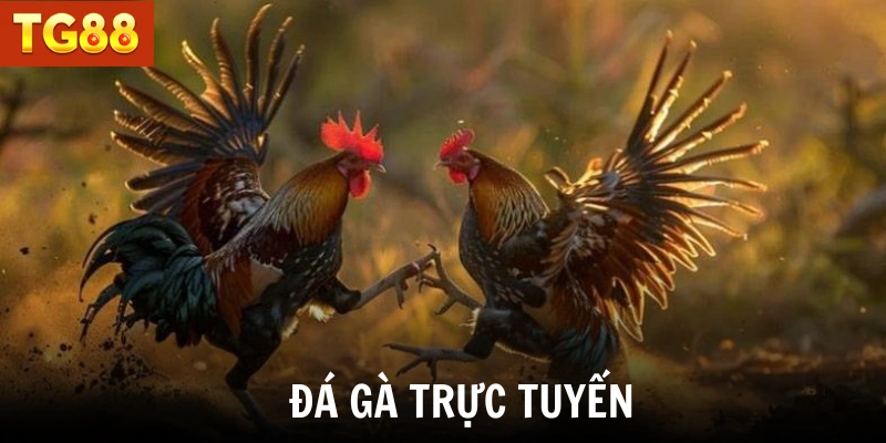 Đá Gà Trực Tuyến