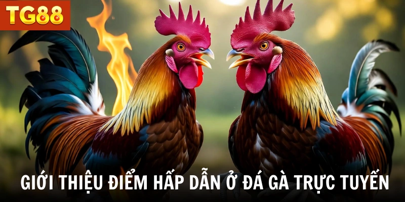 Giới thiệu điểm hấp dẫn ở đá gà trực tuyến
