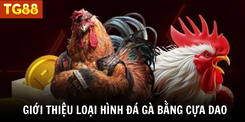 Giới thiệu loại hình đá gà bằng cựa dao 