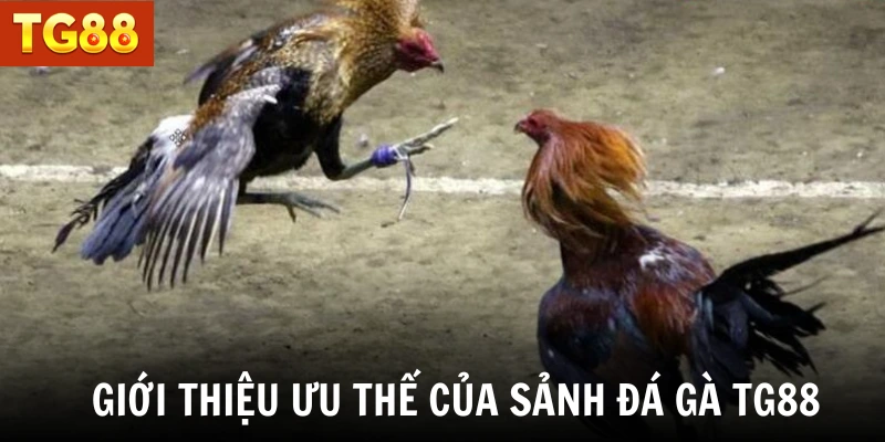 Giới thiệu ưu thế của sảnh đá gà TG88 