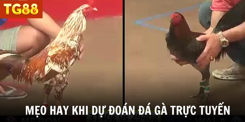 Mẹo hay khi dự đoán đá gà trực tuyến