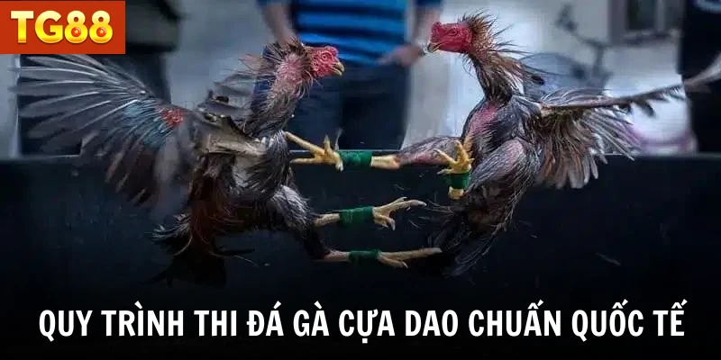Quy trình thi đá gà cựa dao chuẩn quốc tế
